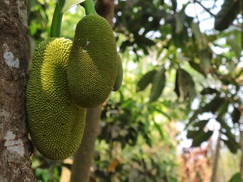 Young green jackfruit hanging on the tree trunk in a tropical garden. Fresh raw exotic asian fruit growing naturally outdoors on a sunny day with selective focus background