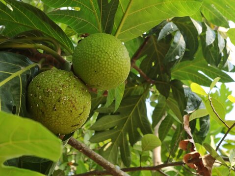Close up of a fresh green breadfruit growing naturally on its tree branch surrounded by large leaves in a tropical garden. Raw organic exotic fruit hanging outdoors on sunny day 