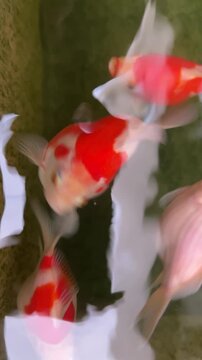 Japanese tamasaba goldfish carp koi fish swimming peacefully in clear garden pond water showing graceful serene colorful motion