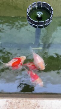 Cheerful graceful tamasaba goldfish swimming in clear outdoor pond fresh water with peaceful motion displaying bright red and white patterns