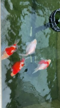 Vibrant red white tamasaba goldfish swim peacefully inside clear pond water bringing serene aquatic calm across bright stone tank