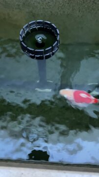 Peaceful tamasaba goldfish swimming happily in clear outdoor pond water with vivid red and white colors creating serene aquatic ripples