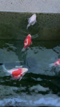 Serene tamasaba goldfish swimming gracefully inside clear garden pond water showing colorful aquatic life and peaceful outdoor beauty