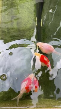 Colorful lively tamasaba goldfish swimming happily in clear pond water creating soft ripple motion beneath peaceful natural reflection