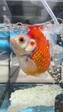 Cute round curious tamasaba goldfish pet fish swimming near clear fresh water surface inside clean glass aquarium tank with oxygen bubbles