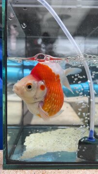Curious Japanese tamasaba goldfish swimming near rising air bubble stream inside transparent glass aquarium tank with vibrant orange scale