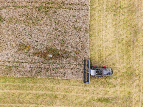 Aerial view of a combine harvester working in a rapeseed field, creating a clear contrast between the harvested and unharvested sections of the crop in Talsi Municipality, Latvia.