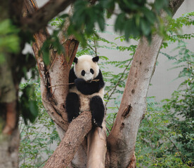 Giant pandas sleeping  in the zoo © lzf