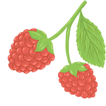 raspberry with leaf