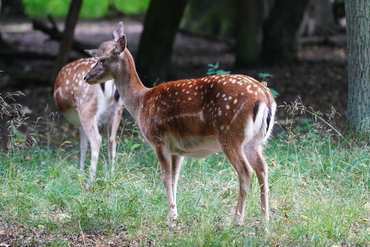 The image shows a fallow deer calf (doe in summer coat) with typical white spotting on its reddish-brown fur. Hanover &ndash; Tiergarten, Germany.