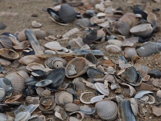 Collection of various seashells and broken clam shells scattered on sand © IMRAN_IM33