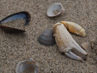 Various sea shells and a crab claw scattered on sandy beach shore with seashells © IMRAN_IM33