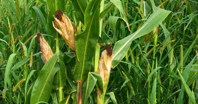 Corn fields before the fall harvest. maize,