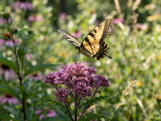Obraz premium A yellow swallowtail butterfly with open wings landing on a purple Joe Pye weed flower in a sunny, out-of-focus garden setting.