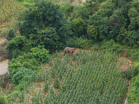 Aerial view of an Asian elephant standing in a lush green cornfield near a dense forest and a river in Puer, Yunnan, China.