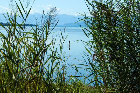 Cormorant in a Reed-Lined Nature Reserve at Lake Bodensee