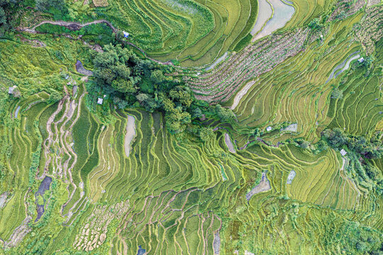 Aerial view of lush green rice terraces in Yuanyang County, with intricate patterns and water-filled paddies carved into the hills of Honghe Hani and Yi Autonomous Prefecture, Yunnan, China.