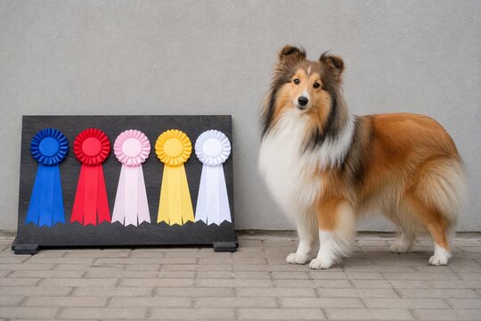 Shetland Sheepdog standing proudly next to a display of colorful championship ribbons