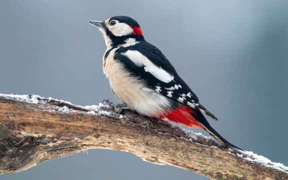 Great Spotted Woodpecker Perched on Snowy Branch