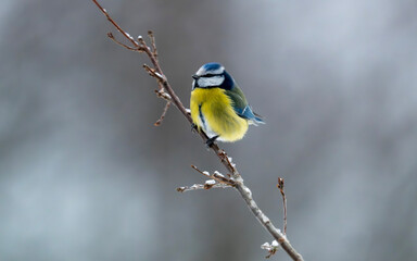 Eurasian Blue Tit Perched on Bare Winter Twig © Oskar