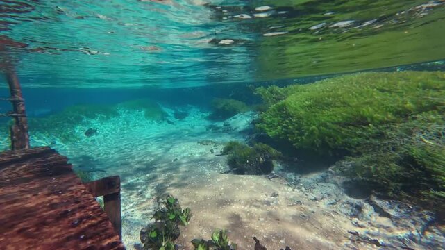 Rocky Riverbed and Aquatic Plants Underwater in Rio Sucuri Brazil