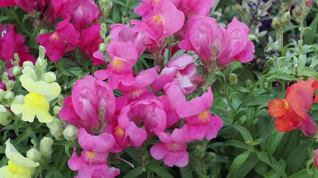 Assorted snapdragons with pink,yellow,red and orange flowers.