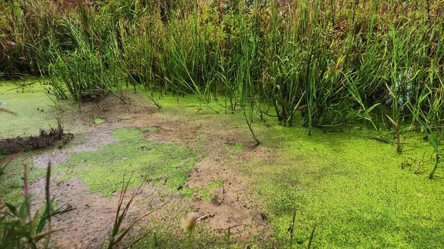 A calm, muddy pond covered in bright green duckweed and bordered by tall reeds, with vegetation swaying gently in a natural wetland setting.