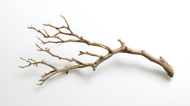 Dry bare tree branch isolated on white background