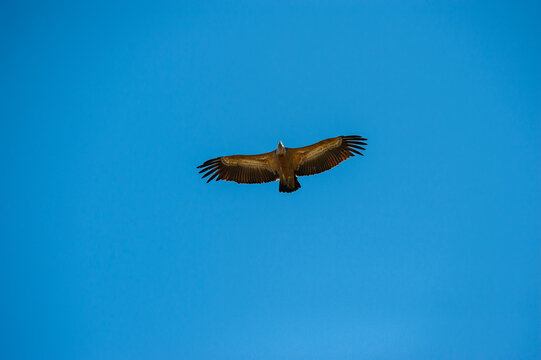Vulture soaring high, wings spread against blue sky