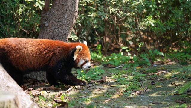 spotting red panda walking under the sun in the zoo, side portrait of red panda in its natural habitat