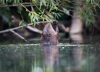 Beaver reaching for willow © Arran