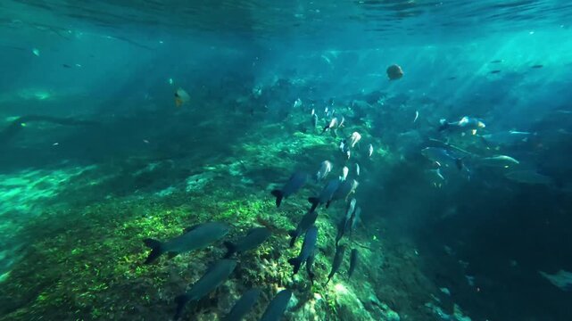 Fish and Aquatic Vegetation in Clear Rio da Prata Water Brazil