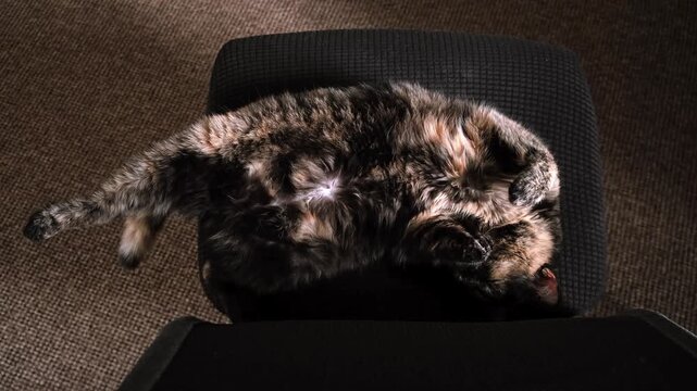 A tortoiseshell sleeping cat lies on back stretched out on a black office chair at home, top view. Domestic pet relaxation, cozy feline rest, indoor comfort, lazy lifestyle. High quality 4k footage.