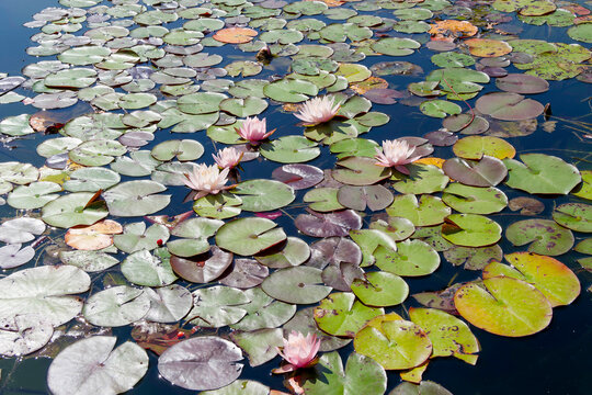 Nymphaea x cultorum 'Marliacea Rosea'. El&eacute;gantes fleurs de n&eacute;nuphars hybrides &agrave; p&eacute;tales rose p&acirc;le entour&eacute; de larges feuilles arrondies vert pourpr&eacute; flottant dans un bassin de jardin