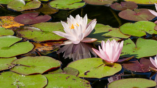 N&eacute;nuphars &agrave; floraisons roses (Nymphaea marliacea 'Rosea') en forme de coupes entour&eacute;s de grandes feuilles arrondies &agrave; sinus basal de couleur vert glabre nuanc&eacute; de brun rouge&acirc;tre