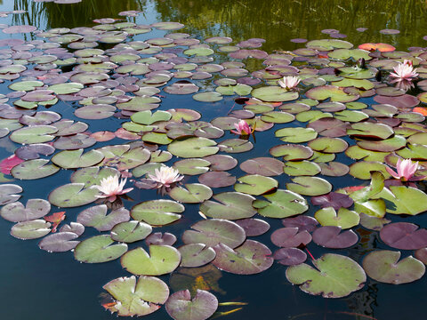 N&eacute;nuphars roses (Nymphaea marliacea 'Rosea') ou n&eacute;nuphars hybrides flottant &agrave; la surface de l'eau, entour&eacute; de ses larges feuilles vert glabre suborbiculaire nuanc&eacute;es de brun rouge&acirc;tre et pourpre