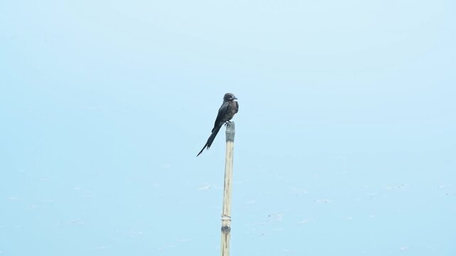 A minimalistic composition featuring a solitary black drongo (Dicrurus macrocercus) perched atop a slender bamboo pole, isolated against a seamless, high-key clean white background. This clean visual 