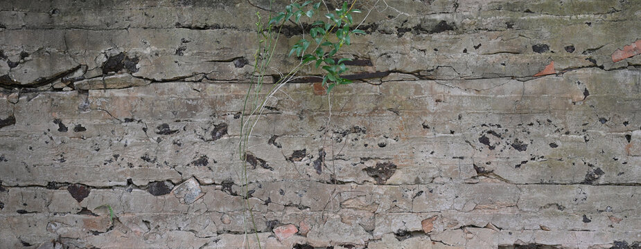 Deteriorated cement-rendered wall with exposed red brick, cracked weathered render, dark underlying layers, metal straps and vines across a horizontal masonry surface