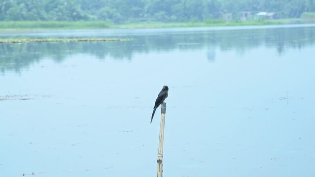 A black drongo (Dicrurus macrocercus) perched on a bamboo pole emerging from the peaceful waters of Bortir Bill. The serene wetland setting highlights the wild bird resting against a muted, expansive 