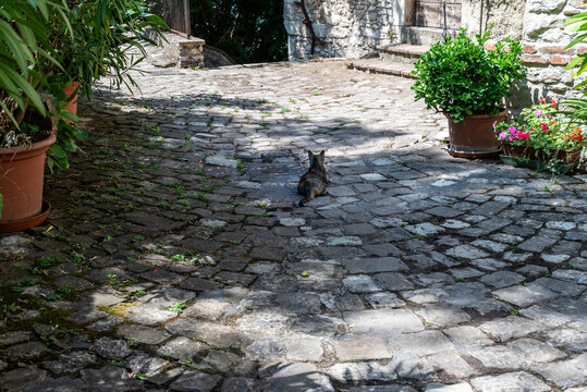 Un gatto seduto in mezzo ad un tipico vicolo di ciottoli a Pennabilli in estate 
