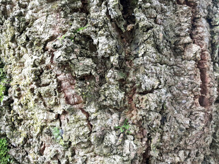 Fototapeta premium The rough and thick surface of a tree trunk, with its interesting texture, is a characteristic feature of a large and old tree.