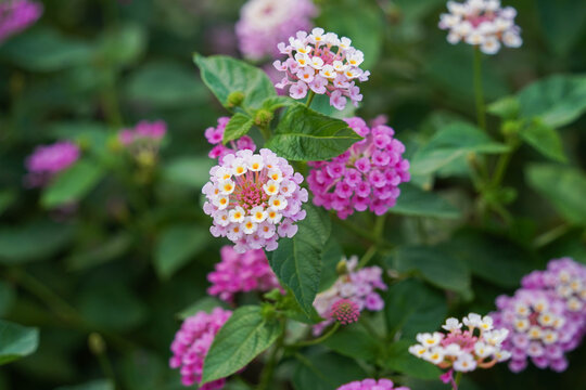 Background of pink lantana camara flowers