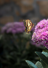 Tiger swallowtail butterfly foraging for nectar on a vibrant pink sedum flower, capturing a moment of interaction between insect and plant in a garden setting © Marta Nogueira
