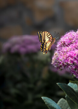 Tiger swallowtail butterfly foraging for nectar on a vibrant pink sedum flower, capturing a moment of interaction between insect and plant in a garden setting