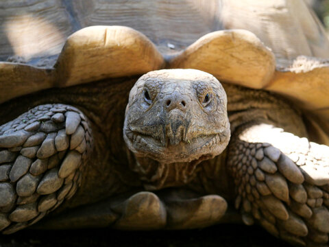 Close-up of Sulcata tortoise head with impressive scales in Corsica