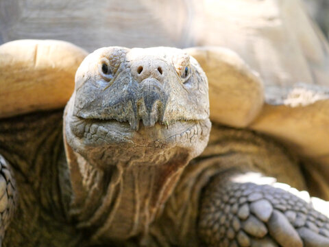 Close-up of the head of an old Sulcata tortoise in Corsica