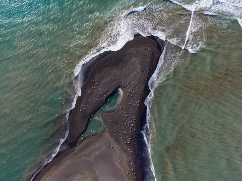 Aerial view of a black sand beach spit surrounded by ocean waves with numerous birds resting on the shore in Grundarfjordur, Grundarfjardarbaer, Iceland.
