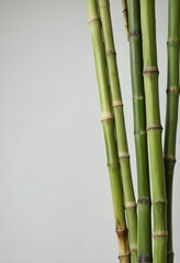 Fototapeta premium Wellness and spa relaxation, fresh green bamboo stalks for zen interior design and natural organic skincare branding isolated on a light gray background