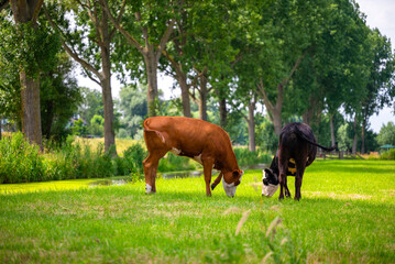 Two Calves Grazing on Green Pasture Near Trees © Medhat