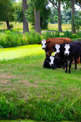 Young Cows Grazing by a Canal in Dutch Meadow © Medhat